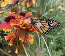 Renewed Hope for Western Monarch Butterfly