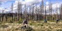 Skyline Forest Closure