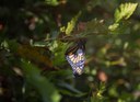 Western Monarch Butterfly Overwintering Numbers Grow