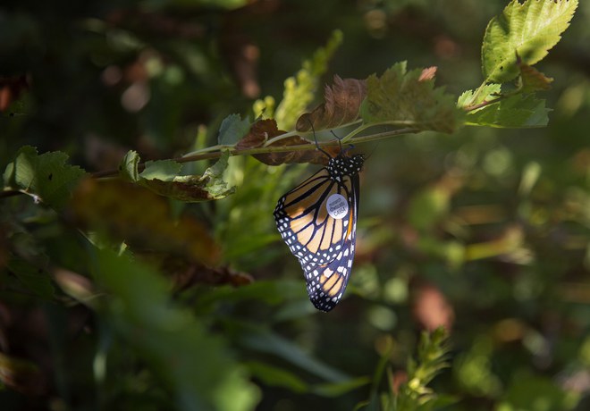 Western Monarch Butterfly Overwintering Numbers Grow