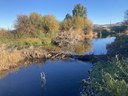 Beaver Activity at Ochoco Preserve