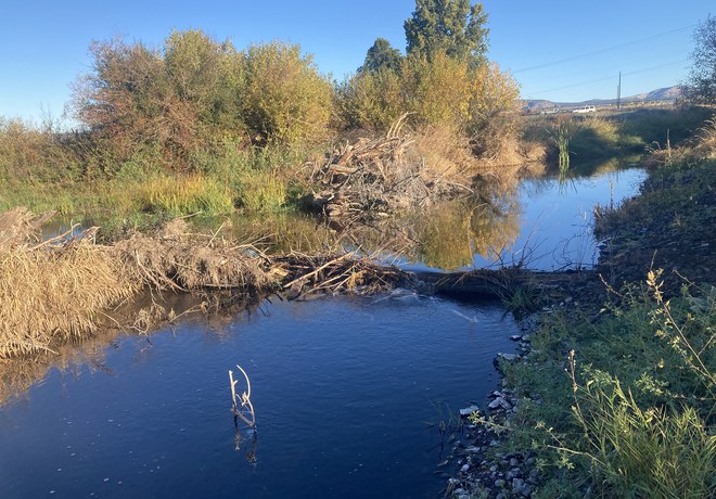 Beaver Activity at Ochoco Preserve