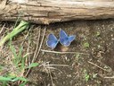 The Source Weekly features Butterflies of Central Oregon