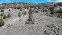 Juniper Thinning Begins at Priday Ranch