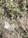 Little Butterfly Draws Big Interest