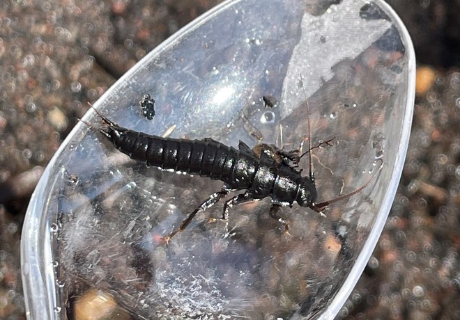 Land Trust Helps with Macroinvertebrate Sampling