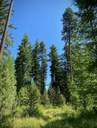 Laying the Groundwork for Metolius Preserve Forest Restoration