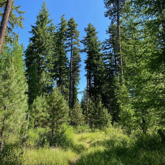 Laying the Groundwork for Metolius Preserve Forest Restoration