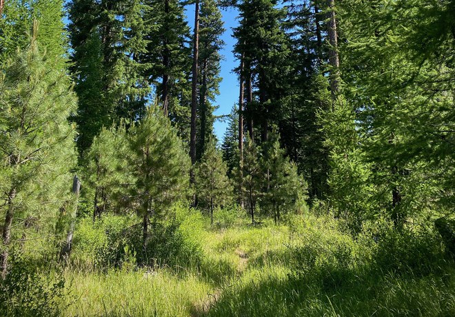 Laying the Groundwork for Metolius Preserve Forest Restoration