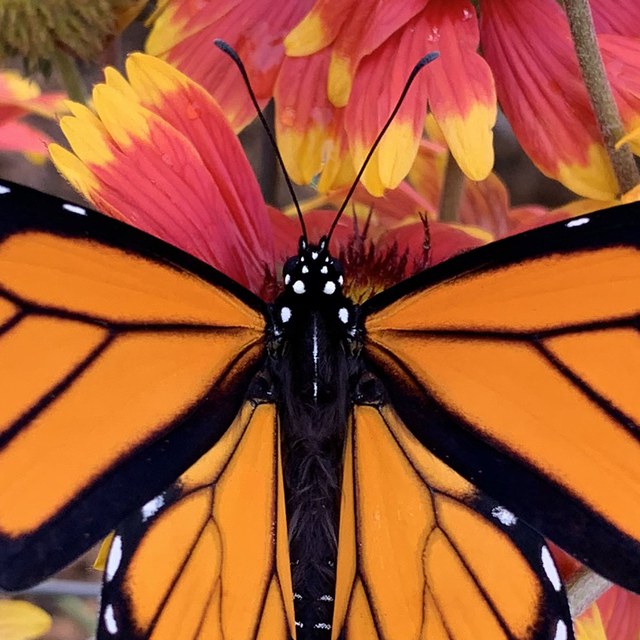 The Source Weekly reports on fall migrations, including monarch butterflies at Deschutes Land Trust Preserves