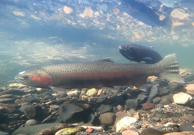 Steelhead Returns Hit Record High