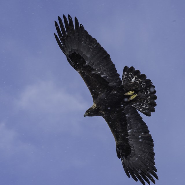Golden Eagle Nest Update