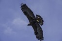 Golden Eagles Nesting for 15th Consecutive Year at Aspen Hollow Preserve