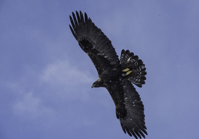 Golden Eagles Nesting for 15th Consecutive Year at Aspen Hollow Preserve