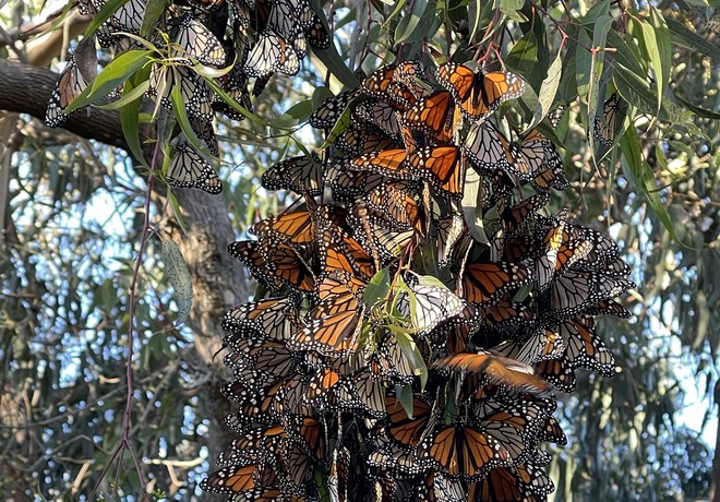 Western Monarch Butterfly Overwintering Numbers Drop