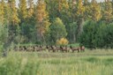 Land Trust Assists with Elk Research Efforts