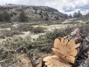 Another Round of Juniper Thinning at Priday Ranch