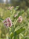 KTVZ reports volunteers help pack milkweed seeds for MLK Day of service