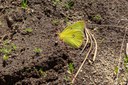 The Madras Pioneer reports on Butterflies at the Metolius Preserve The Madras Pioneer reports on Butterflies at the Metolius Preserve