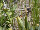 Exciting Summer Butterfly Updates