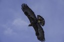 Golden Eaglet at Aspen Hollow Preserve