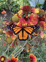 Western Monarch Butterfly Overwintering Numbers Fall