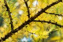 Bend Bulletin highlights fall colors along the Metolius Preserve's Larch Trail Loop