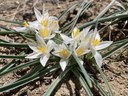 Bend Bulletin reports on spring wildflowers at Whychus Canyon Preserve