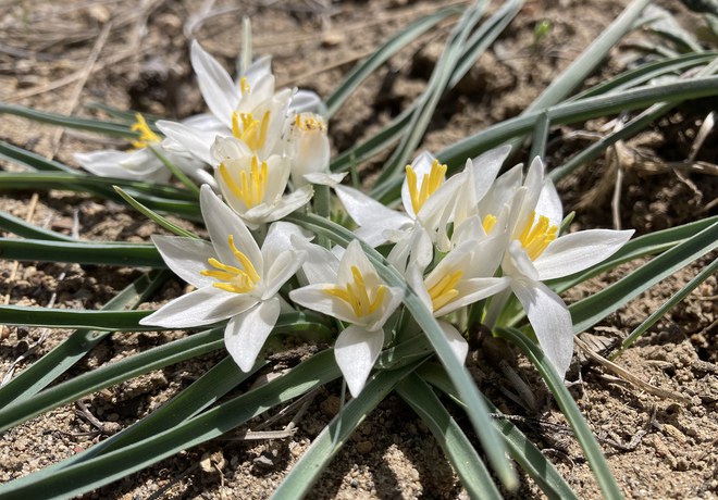 Bend Bulletin reports on spring wildflowers at Whychus Canyon Preserve