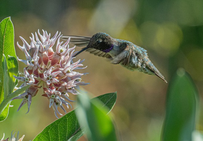 A Rare and Exciting Sighting at Camp Polk Meadow Preserve