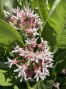 Central Oregon Daily Reports Deschutes Land Trust Offers Seeds to Support Monarch Habitats