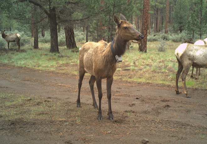 Elk Research from Paulina Creek Preserve Completed