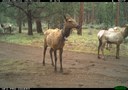 Elk Research from Paulina Creek Preserve Completed