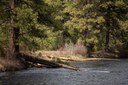 First Fish Redd Spotted at Metolius River Preserve