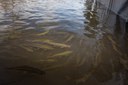 Fish Reintroduction Update 2025