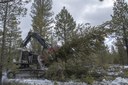 First Phase of Forest Restoration Complete at Paulina Creek Preserve
