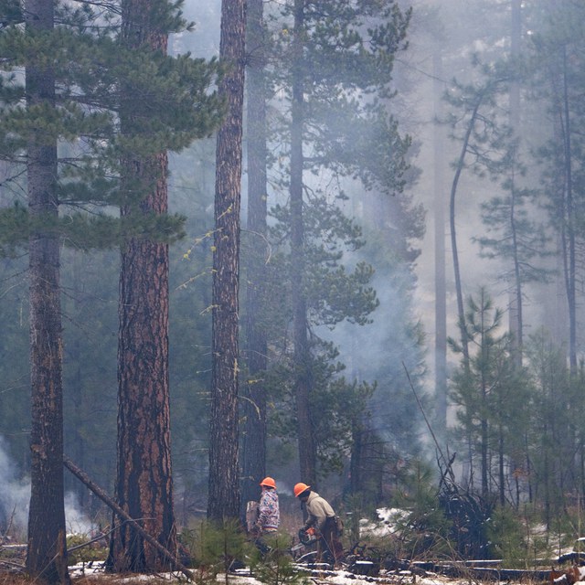 Prescribed Burn Planned for Metolius Preserve