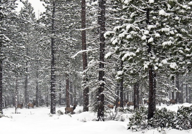 Winter Range Closures Protect Deer and Elk