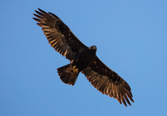 Golden Eagles Return for Incredible 17th Consecutive Year at Aspen Hollow Preserve