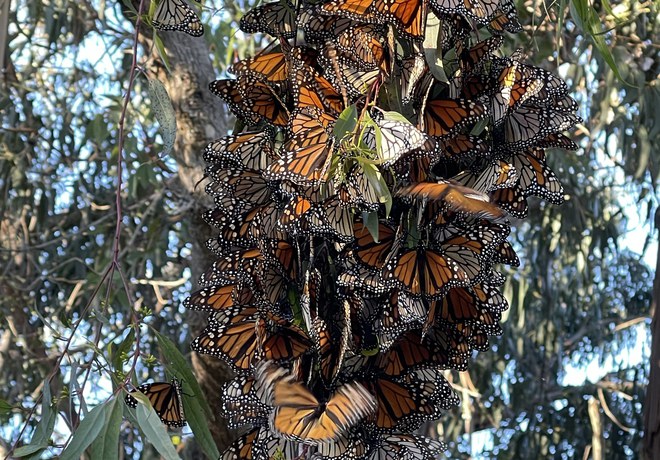 Western Monarch Butterfly Overwintering Numbers Remain Low