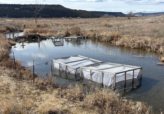 Fish Reintroduction Update 2026