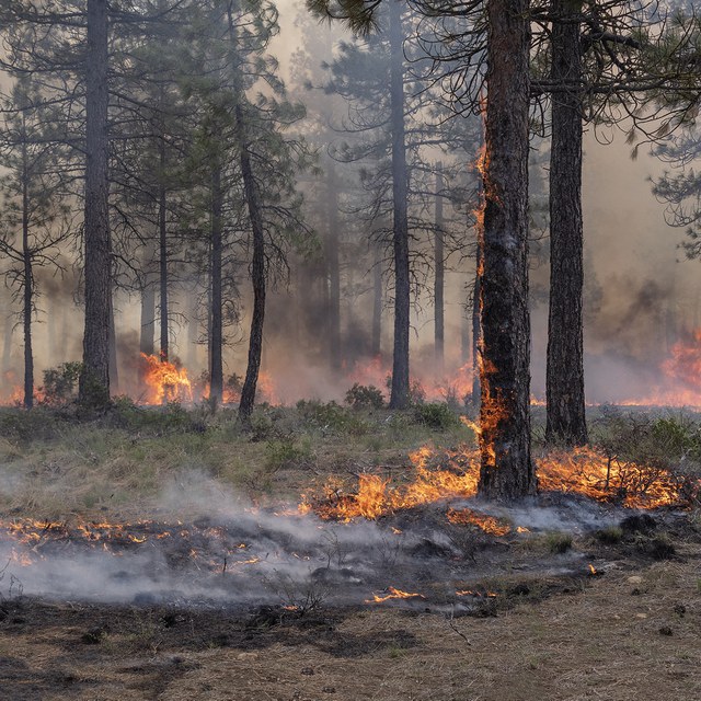 Prescribed Burn Planned for the Metolius Preserve