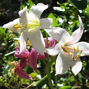 Cascade Lily (Lilium washingtonianum). Photo: Land Trust.
