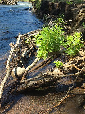 Cottonwoods sprout from roots along the banks of Whychus Creek. Photo: Land Trust.