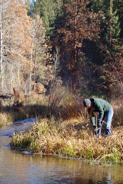 A volunteer plants willow cuttings along the banks of Whychus Creek. Photo: Land Trust.