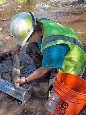 Measuring a fish before moving it to its new home in Whychus Creek. Photo: Jay Mather.