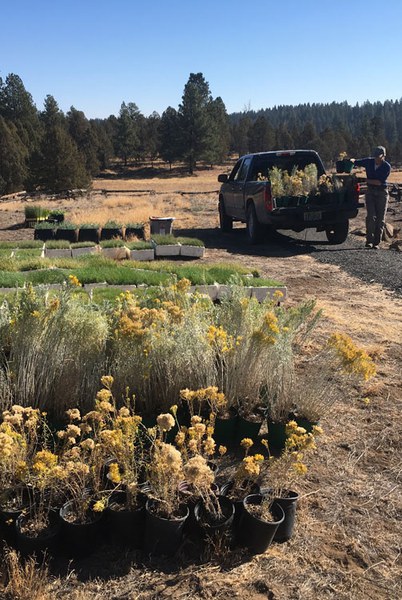 Planting native pollinator friendly plants is a great way to help monarchs. Photo: Land Trust.