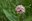 Plant Your Own Milkweed