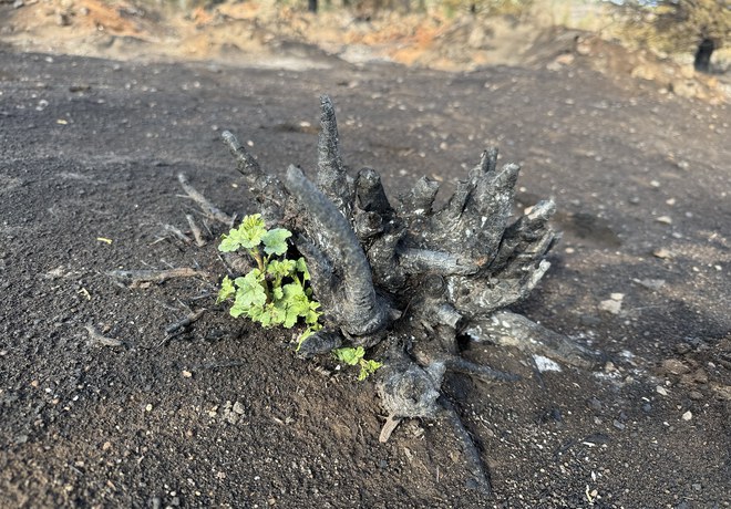 Wildfire Recovery Work Party