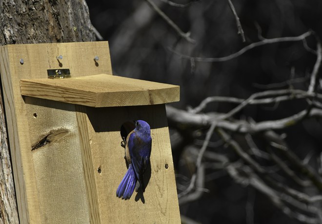 Bird Box Helpers